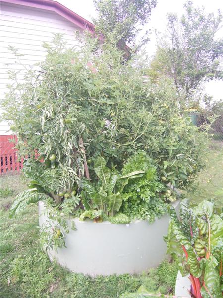 Sheet Mulch Gardens - 16 Sept 06 002 (Medium).jpg