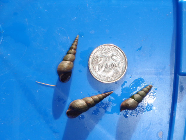 Chapman river snail.JPG