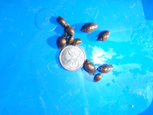 Pest snails (4).JPG