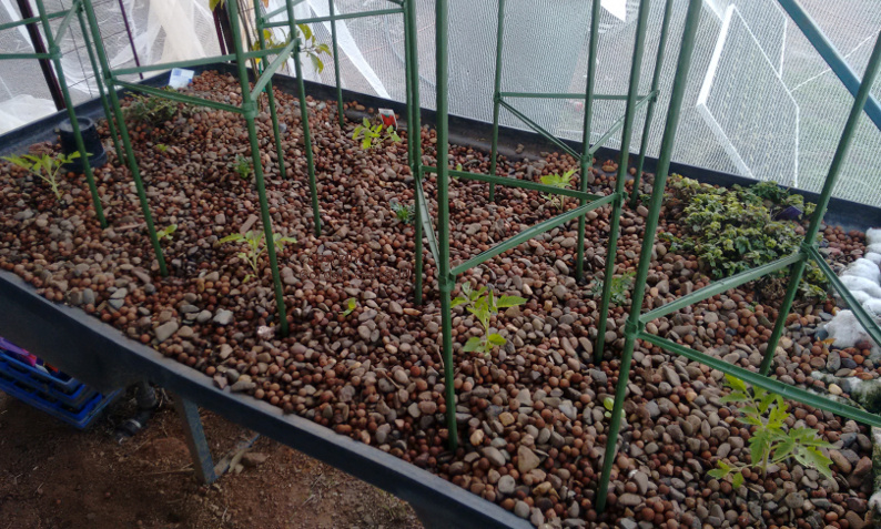 AP1-GB4-tomatoes20160821.jpg