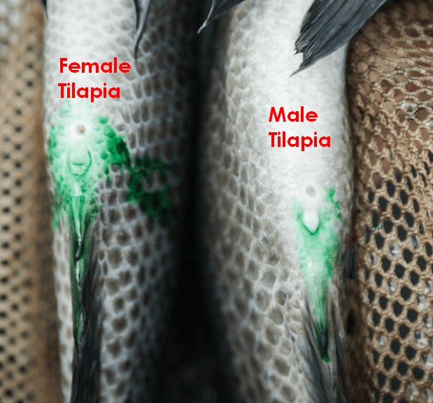 sexing-tilapia.jpg