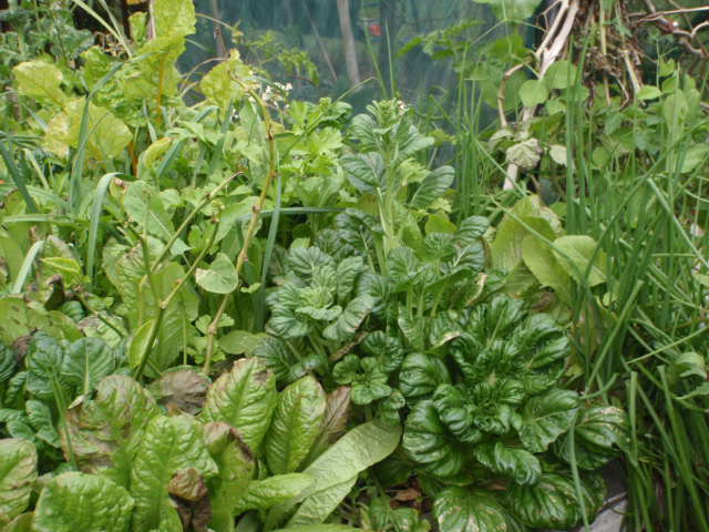 Asian greens bolting.JPG