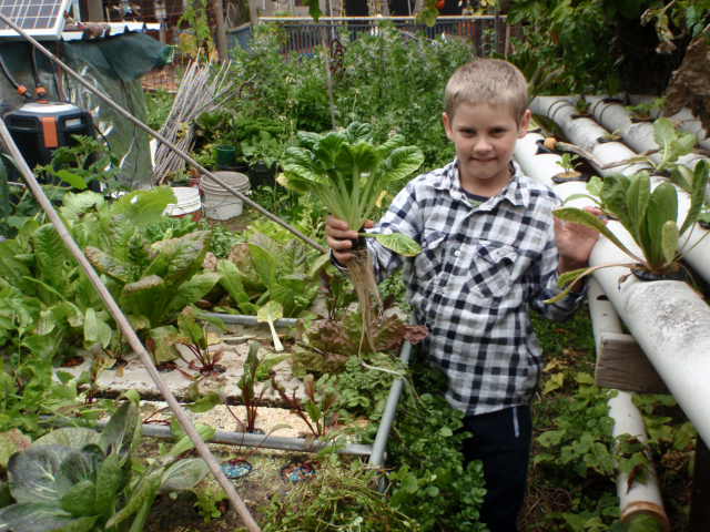 50mm Net pot (4).JPG