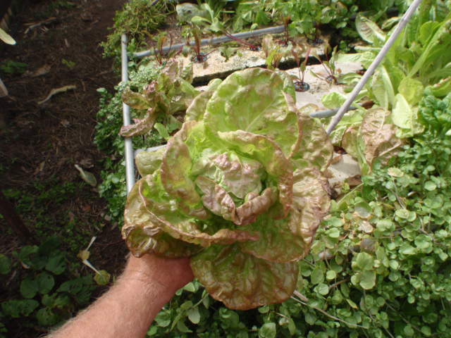 50mm Net pot (3).JPG