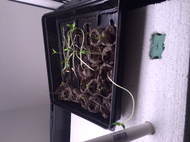 Lettuce-Basil and Backup Plants.JPG