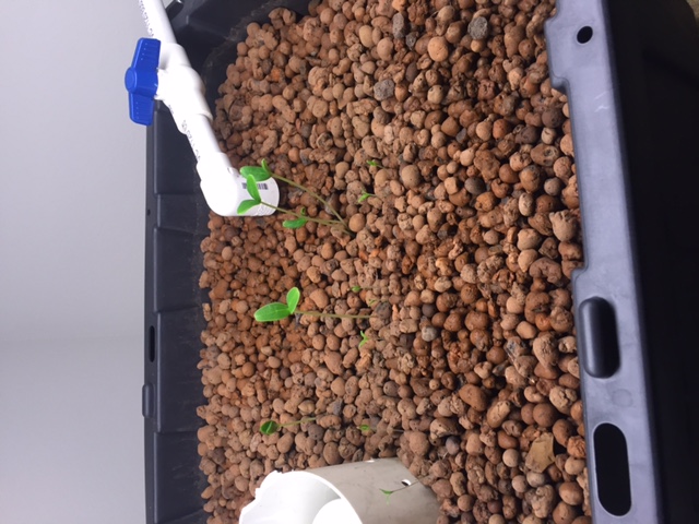 Tomatoes and Cucumbers.JPG