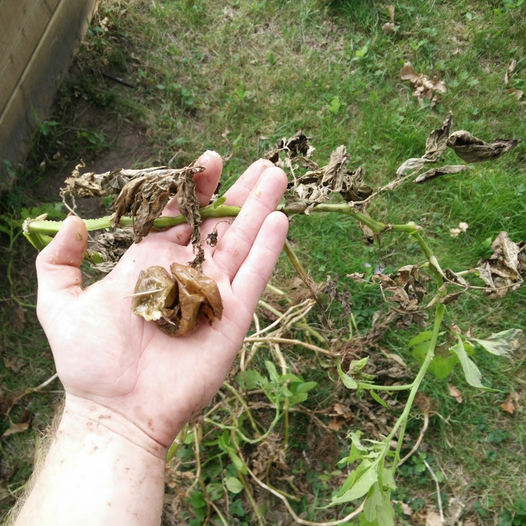 IMG_20160828_172417 (1).jpg