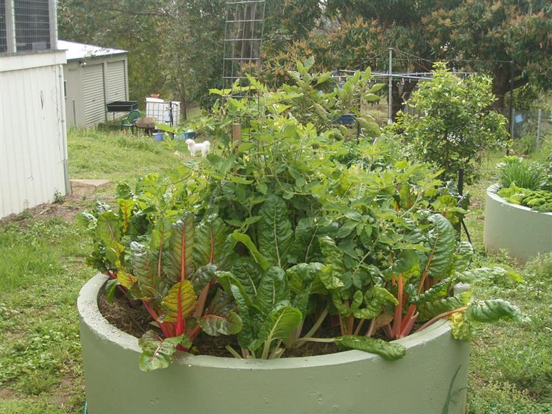 Sheet Mulch Gardens - 16 Sept 06 003 (Medium).jpg