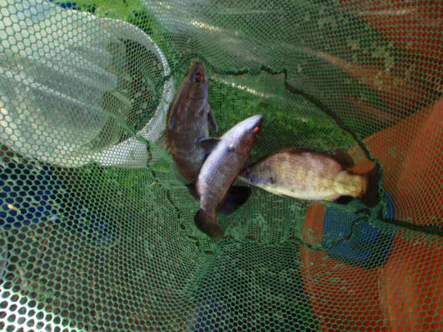 Sep 16 Barra (2).JPG