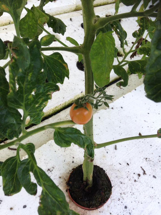 First-tomato.jpg