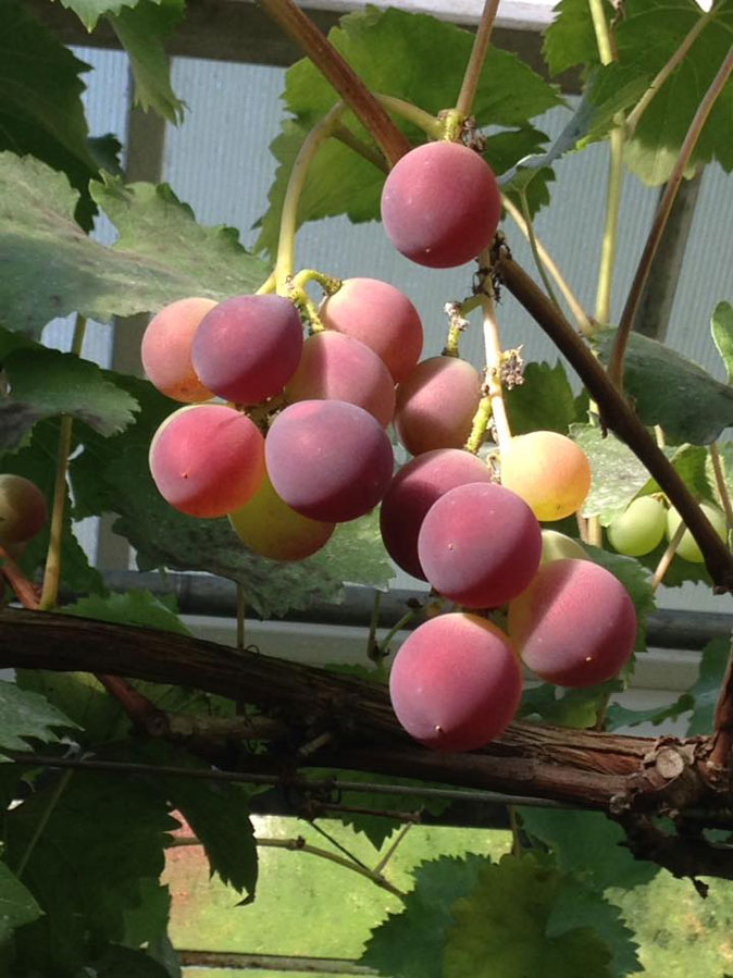 Japanese-grapes.jpg