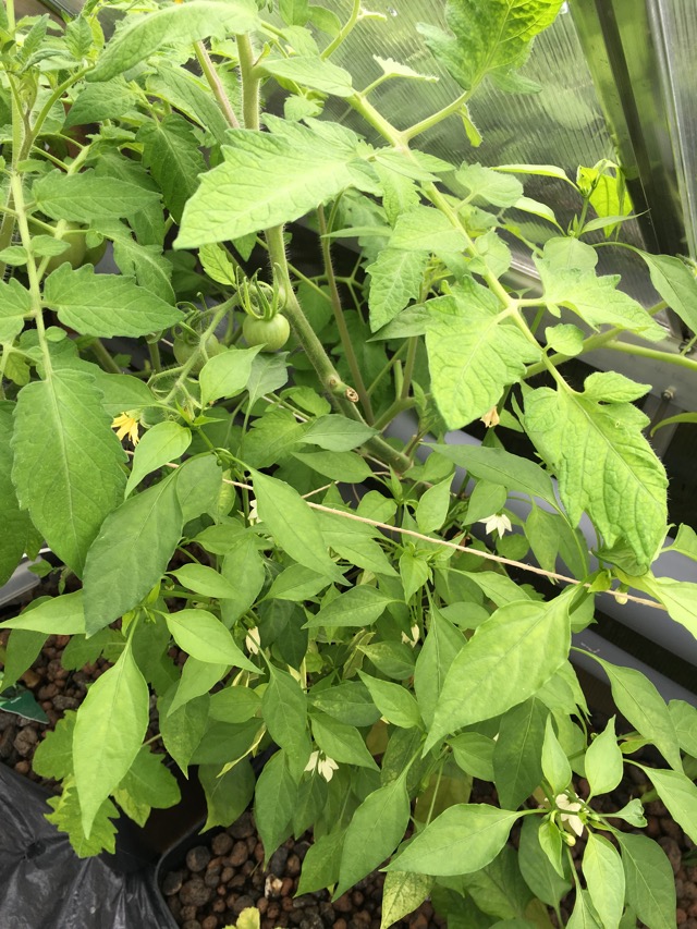 Tomato and chili.jpg