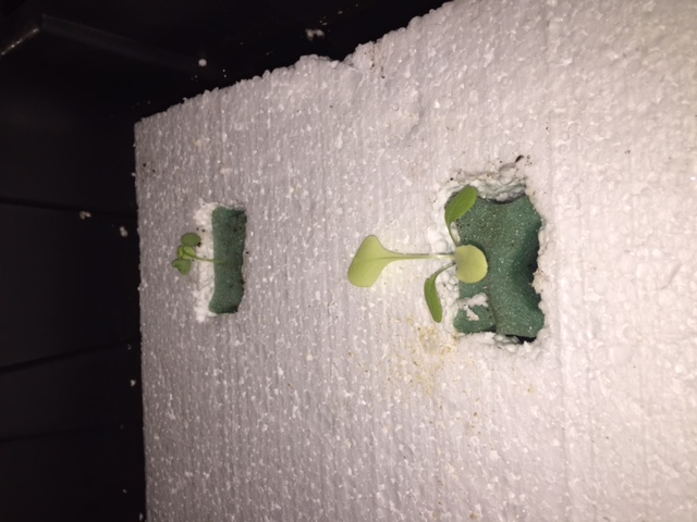 Lettuce-Basil 9-12.JPG