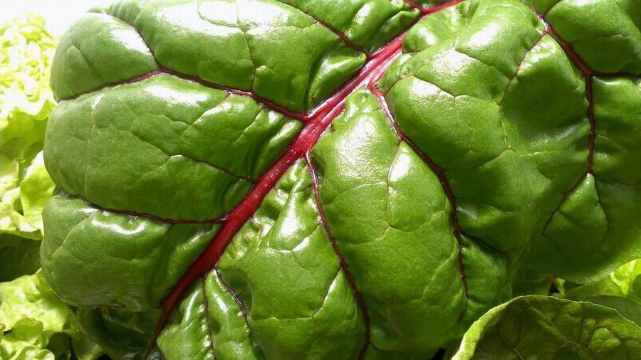 Perth Aquaponics - IBC System - Sept 2016 - Rainbow  Chard.jpg