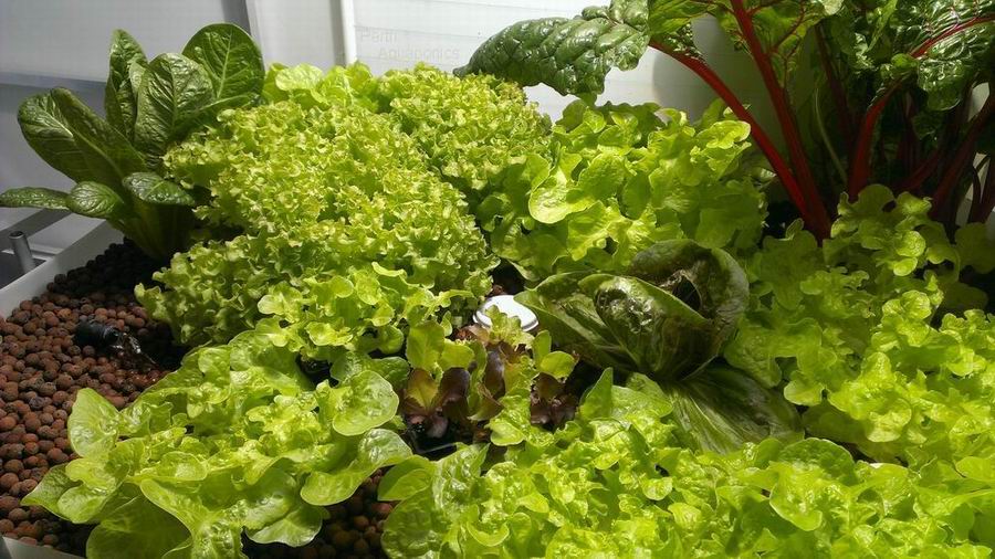 Perth Aquaponics - IBC system - Sept 2016 - Lettuce.jpg