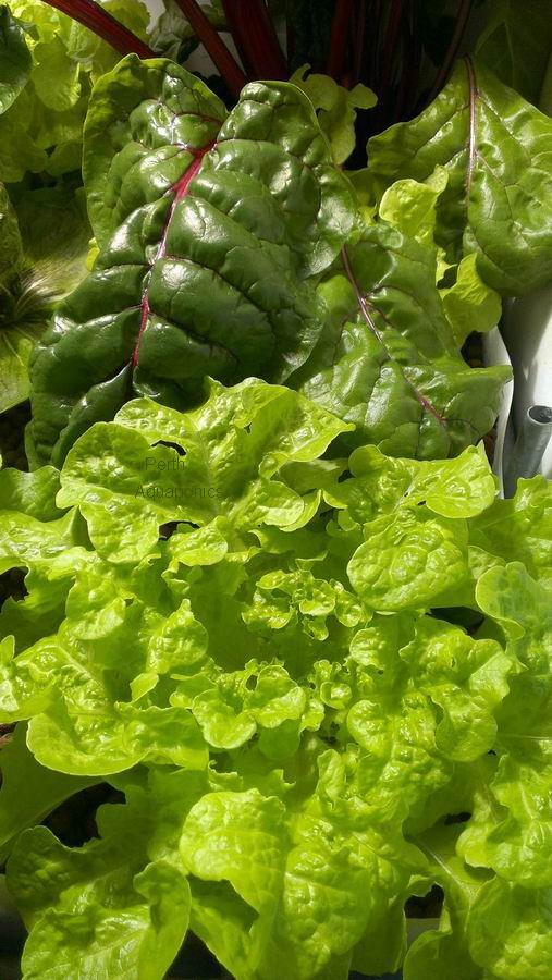 Perth Aquaponics - IBC system - Sept 2016 - Healthy plants.jpg