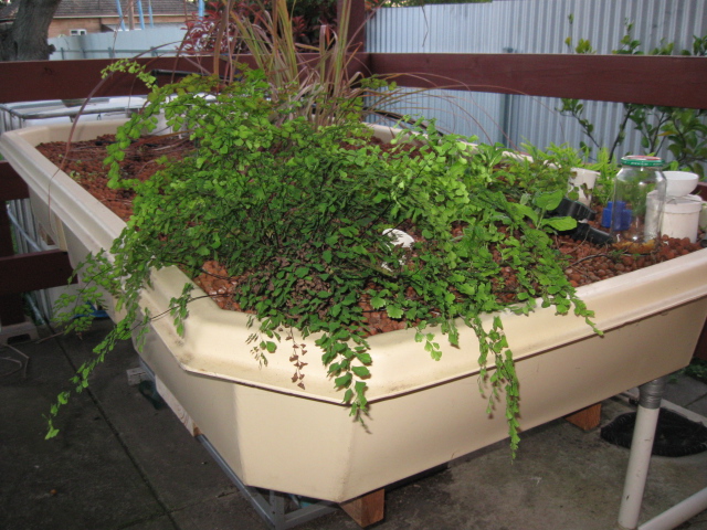 120ThingsIn20Years - Aquaponics - Maidenhair fern.JPG