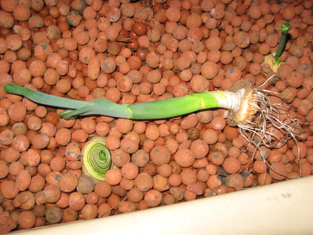 120ThingsIn20Years - Aquaponics - Leek regrowth.JPG