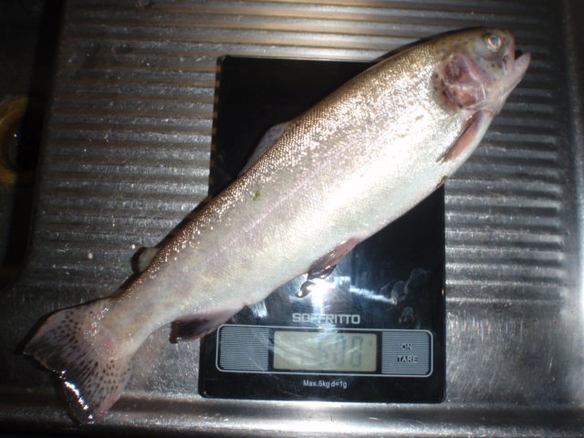 508g Trout.JPG