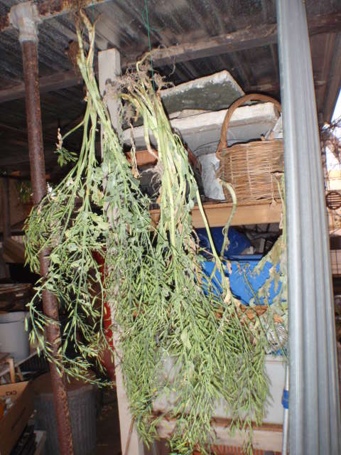 Pac Choy for seed.JPG