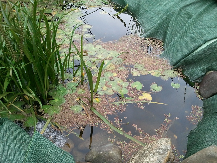 2016-10-18 10.42.01.jpg