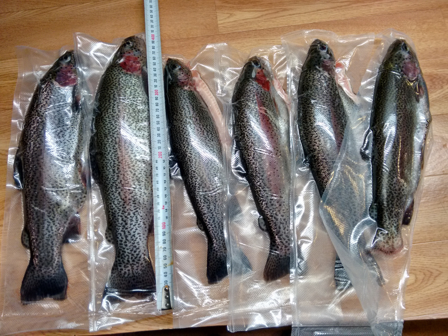 AP1-trout-20161024.jpg