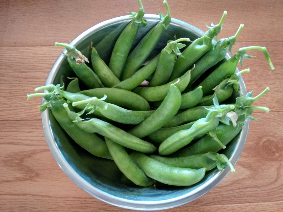 AP1-peas20161026.jpg