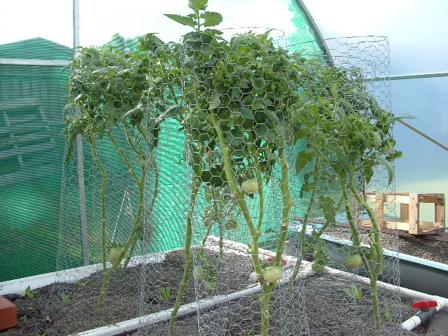 Aquaponics January 13 2008 033.jpg