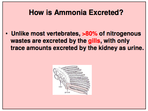 How is Ammonia Excreted.png