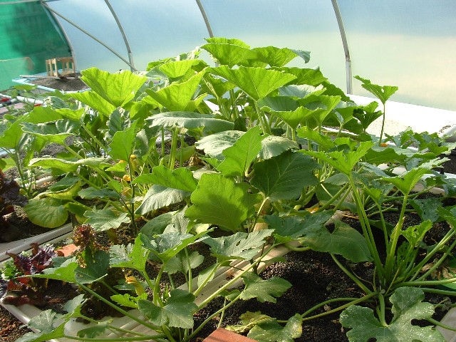 Aquaponics January 13 2008 031.jpg