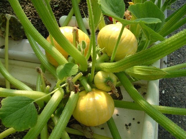 Aquaponics January 13 2008 030.jpg