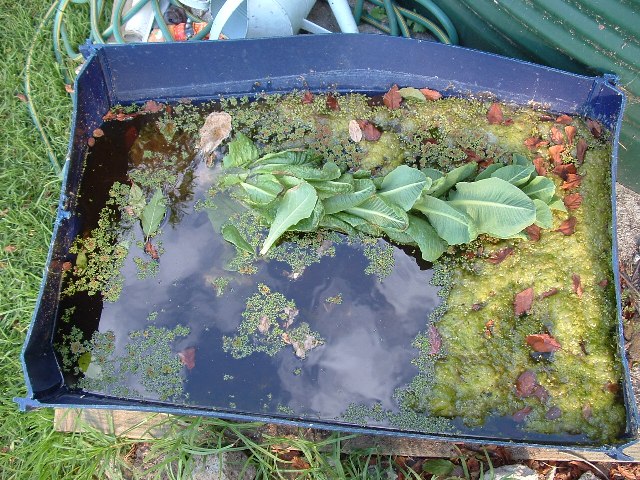 Aquaponics January 13 2008 038.jpg