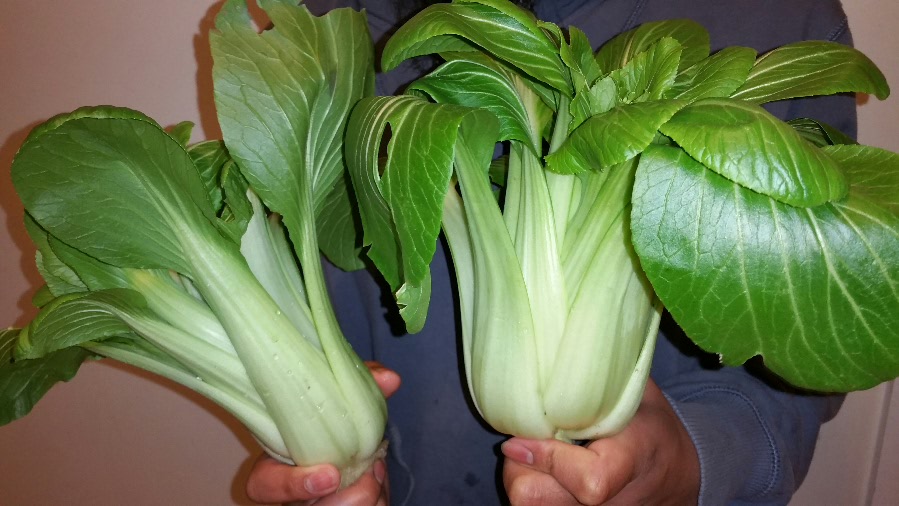 2016-11-04 12.55.27.jpg