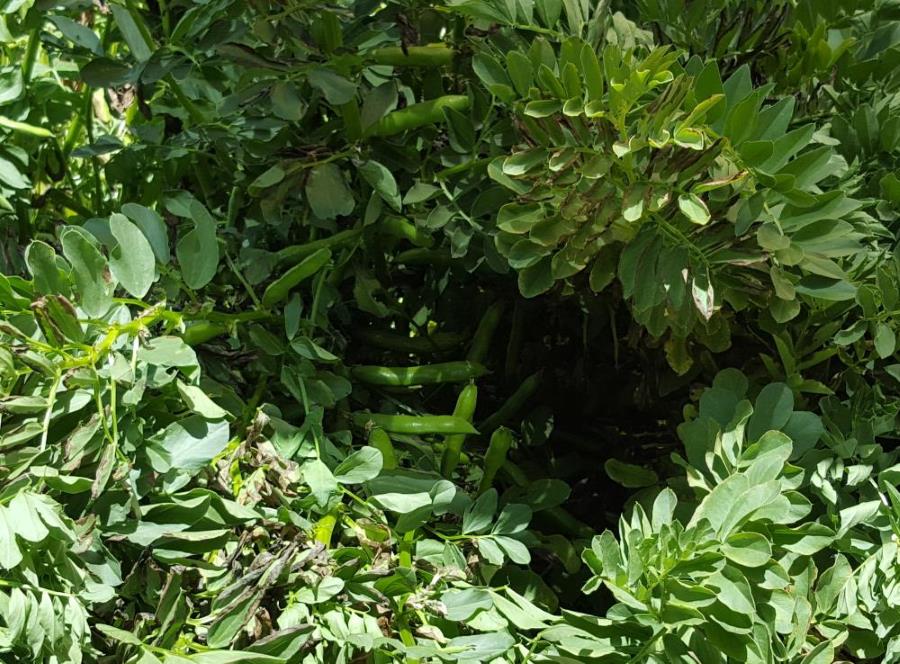 20161105_093549 - Copy.jpg