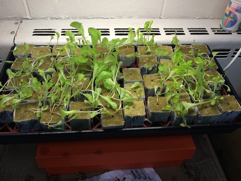 Plants Before Transplant.JPG