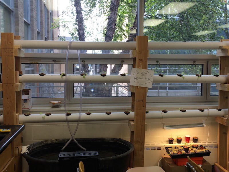 Plants Rt After Transplant.JPG