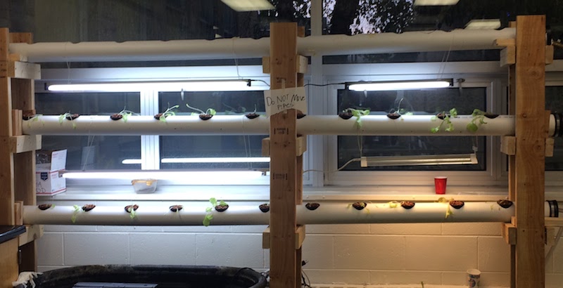 Plants With New Lights.JPG