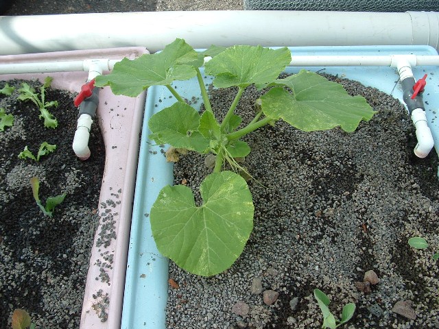 Aquaponics January 13 2008 036.jpg