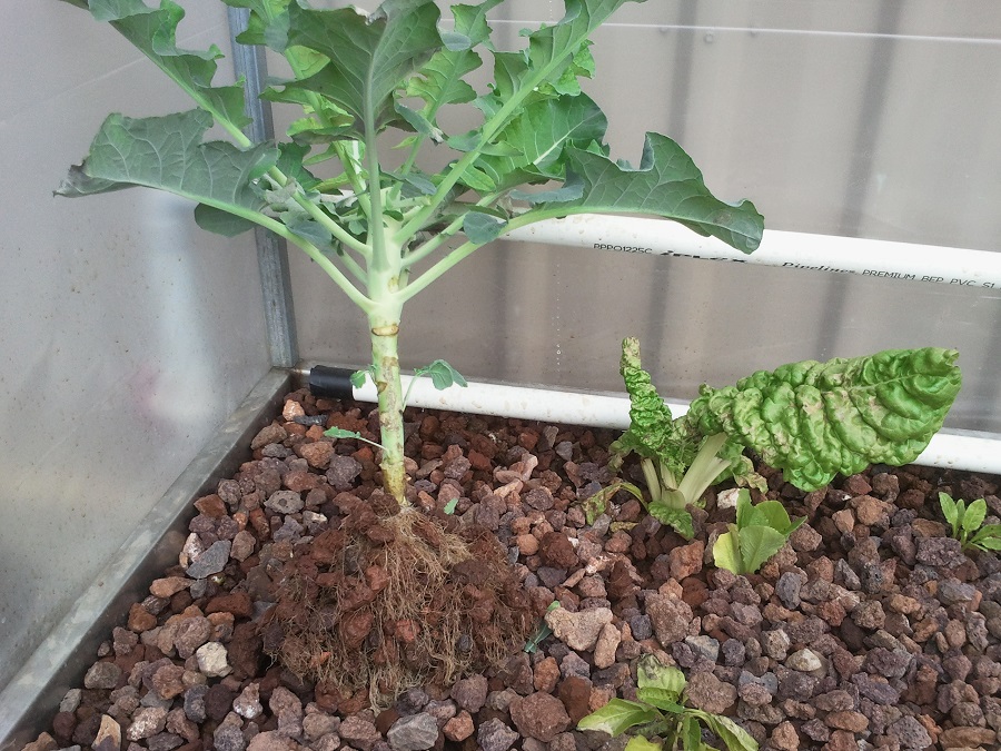 2016-11-15 15.58.32.jpg