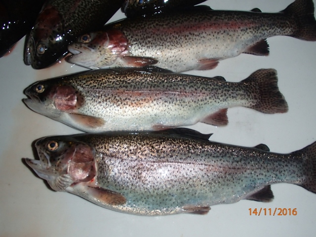 PB140007 (640x480).jpg