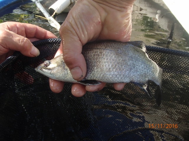 PB150025 (640x480).jpg