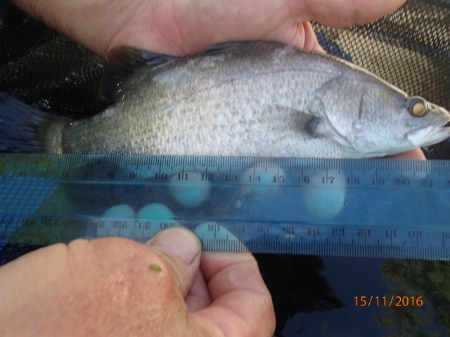 PB150029 (640x480).jpg