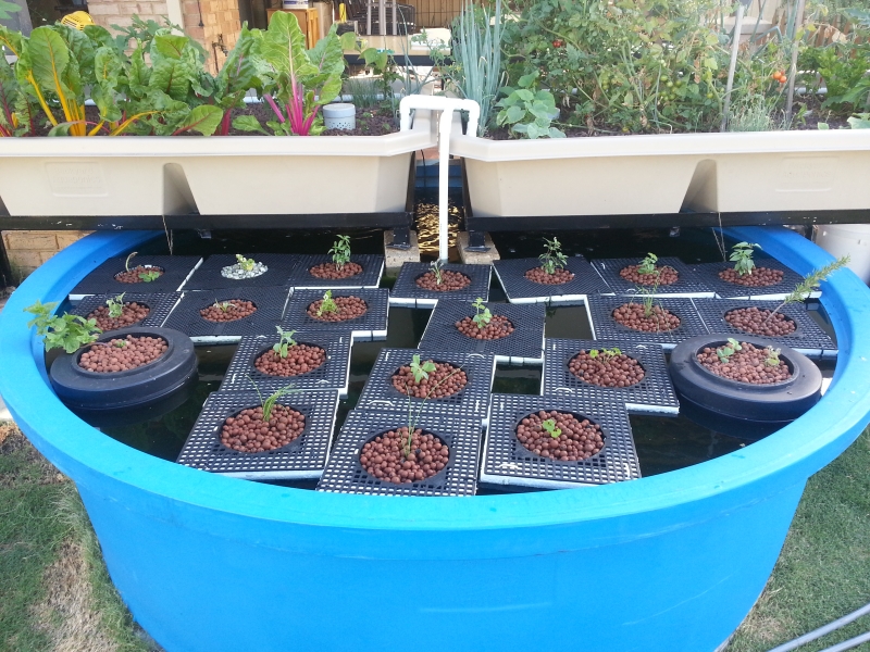 Aquaponics.jpg