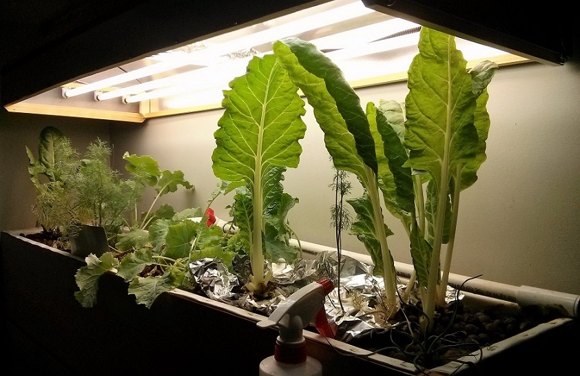 IMG_20161114_080954 - Copy.jpg