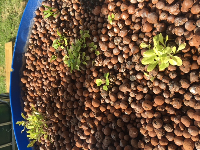 yellowing leaves.JPG