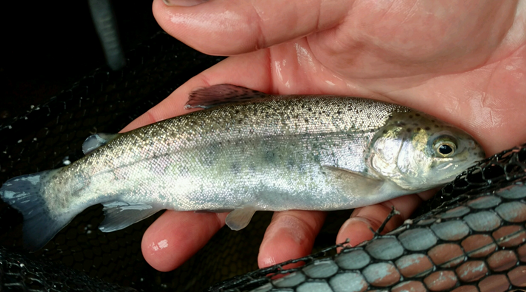 120416trout.png