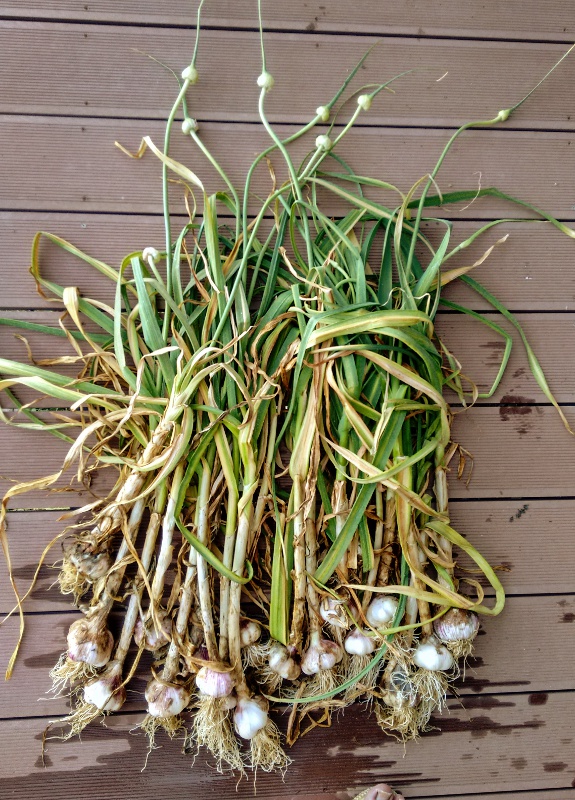 AP1Garlic20161210.jpg
