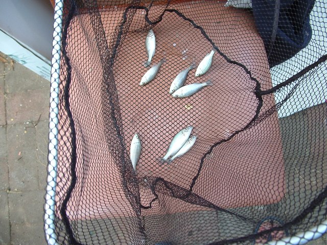 Aquaponics January 13 2008 012.jpg