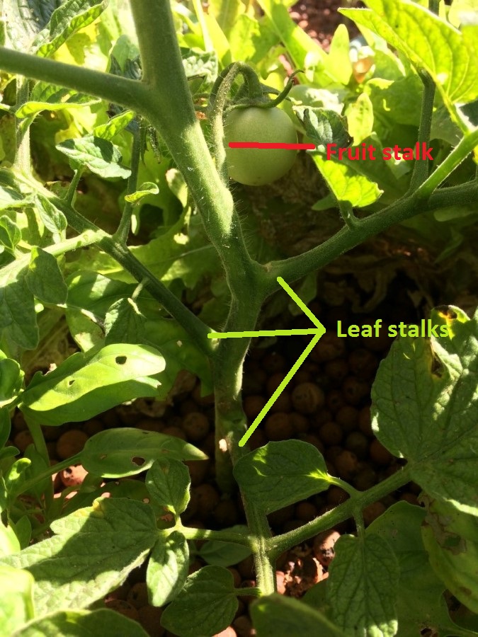 leaves and fruit.jpg