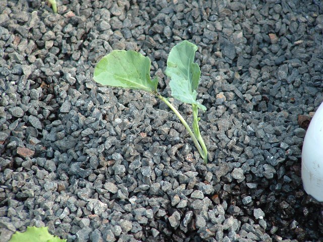 Aquaponics January 13 2008 022.jpg